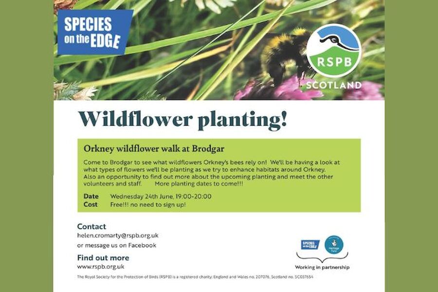 Orkney Wildflower walk at Bodgar