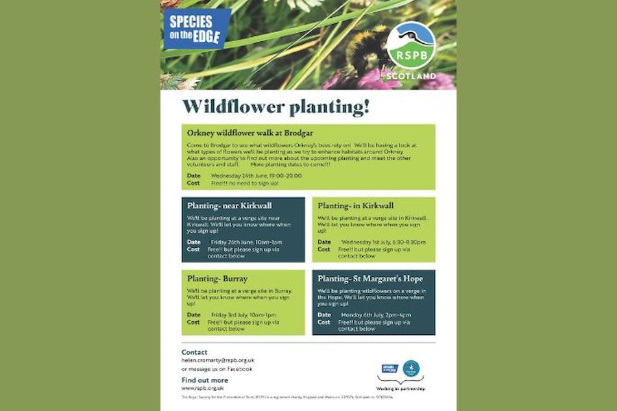 Wildflower planting in St Margaret's Hope